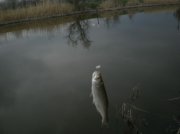 P1020530 [Разрешение рабочего стола].JPG