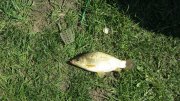IMG_1595.jpg