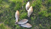 IMG_1603.jpg