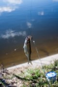 20130421_Fishing_BasivKut_030[1].jpg