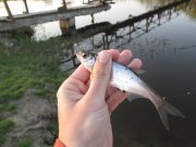 IMG_0148.jpg