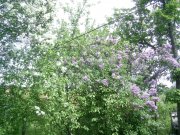 5-05-2.jpg
