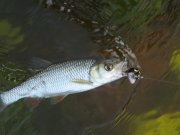 IMG_0878.JPG