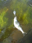 IMG_0884.JPG