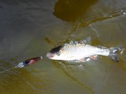 SAM_0049.JPG