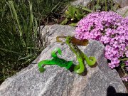 IMG_20130508_123255.jpg