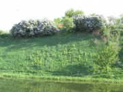 IMG_0225.jpg