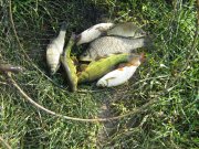 IMG_1664.JPG