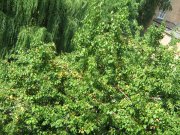 IMG_0622.JPG