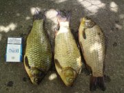 DSC00184.jpg