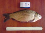 DSC00308.jpg