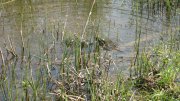 IMG_1624.jpg
