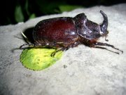 BUG-1.jpg