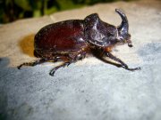 BUG-2.jpg