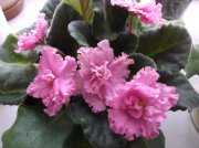 DSCF5628.JPG
