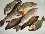 IMG_1755.JPG
