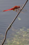 IMG_9427.jpg