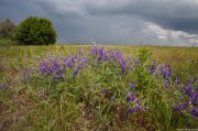 IMG_9551.jpg