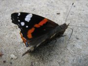 IMG_6650.JPG