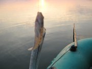 IMG_0801.jpg