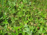 IMG_1803.JPG