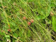 IMG_1804.JPG