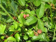 IMG_1805.JPG