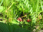 IMG_1806.JPG