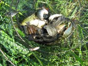 IMG_1798.JPG
