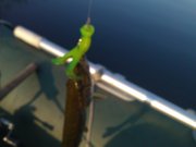 WP_000484.jpg
