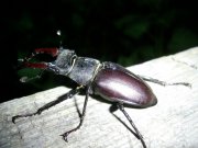 PIC_0430.JPG