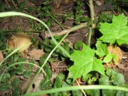 IMG_1821.JPG