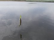 жабка 018.jpg