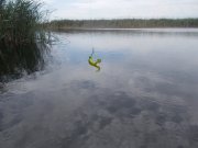 жабка 020.jpg