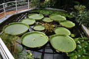 250px-Victoria_amazonica_in_Botanical_garden_Brno_glasshouse.jpg