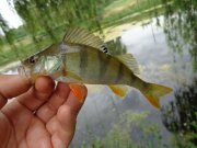 DSC01181.JPG