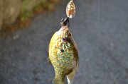 DSC_0141.JPG
