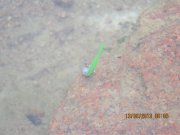 IMG_0609.JPG
