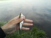 IMG0024A.jpg