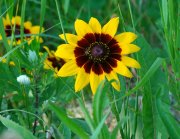 IMG_20130625_102040.jpg