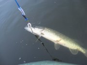 IMG_0006.JPG