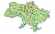 жук-олень.jpg