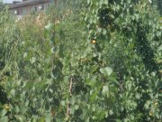 DSC00016.JPG