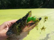 IMG_2013063010518.jpg