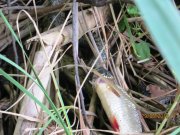 IMG_0797_1.jpg