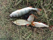 DSC00087.JPG