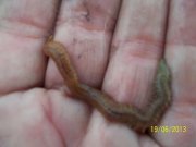 100_3460_thumb.jpg
