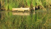 IMG_1689.jpg