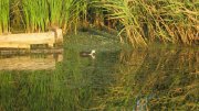 IMG_1690.jpg