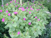 PIC_0636.JPG